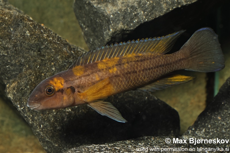 Chalinochromis sp. 'bifrenatus south' Wampembe